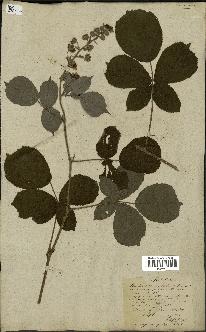 spécimen de Rubus fruticosus