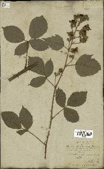 spécimen de Rubus fruticosus