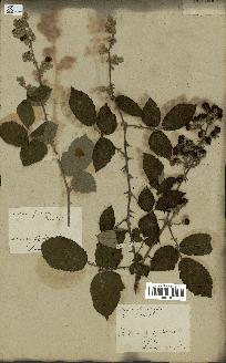 spécimen de Rubus fruticosus