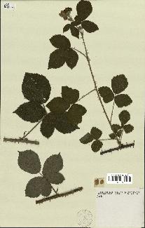 spécimen de Rubus horrefactus