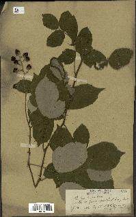 spécimen de Rubus tomentosus
