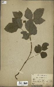 spécimen de Rubus saxatilis