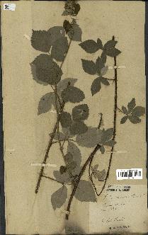 spécimen de Rubus tomentosus