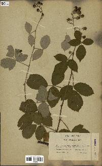 spécimen de Rubus tomentosus