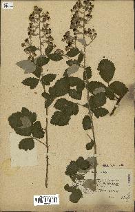 spécimen de Rubus tomentosus