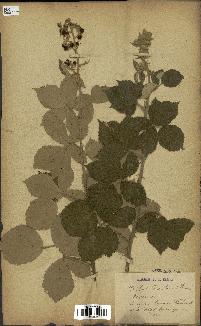 spécimen de Rubus tomentosus