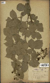 spécimen de Rubus tomentosus