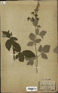 spécimen de Rubus tomentosus