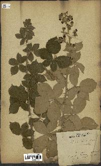 spécimen de Rubus tomentosus