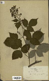 spécimen de Rubus boraeanus