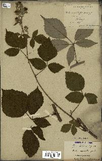 spécimen de Rubus mutabilis