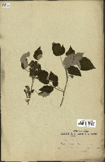 spécimen de Rubus idaeus