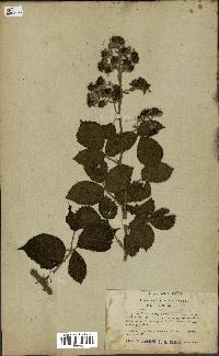 spécimen de Rubus prolongatus