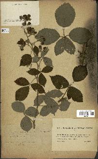 spécimen de Rubus prolongatus