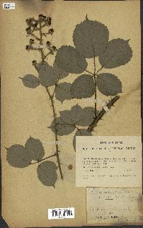 spécimen de Rubus vulnerificus