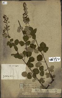 spécimen de Rubus lloydianus