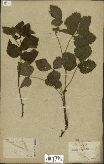 spécimen de Rubus saxatilis