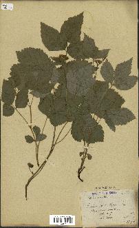 spécimen de Rubus saxatilis