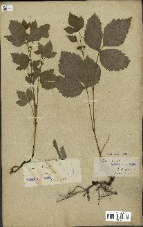 spécimen de Rubus saxatilis