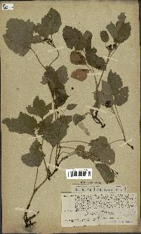 spécimen de Rubus saxatilis