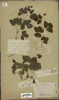 spécimen de Rubus arcticus