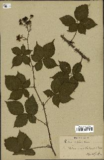 spécimen de Rubus affinis