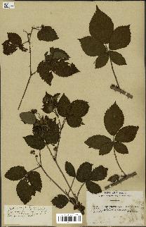 spécimen de Rubus opacus
