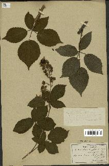 spécimen de Rubus sulcatus