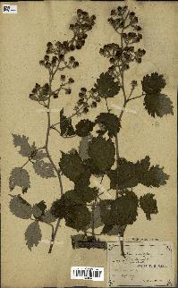 spécimen de Rubus ulmifolius