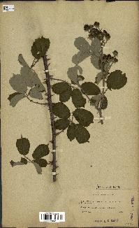 spécimen de Rubus ulmifolius
