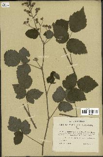 spécimen de Rubus carneistylus