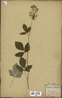 spécimen de Rubus tomentosus