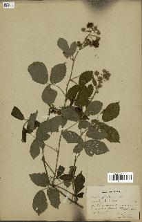 spécimen de Rubus fruticosus