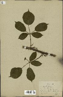 spécimen de Rubus fruticosus