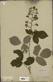 spécimen de Rubus fruticosus