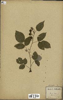 spécimen de Rubus idaeus