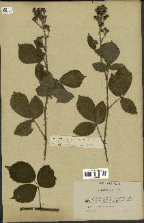 spécimen de Rubus subcanus