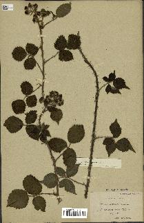 spécimen de Rubus horridus