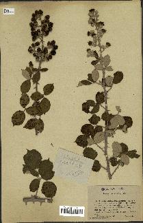 spécimen de Rubus rusticanus