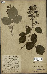 spécimen de Rubus ulmifolius