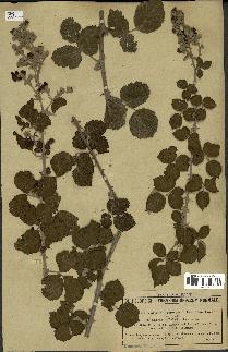 spécimen de Rubus ulmifolius