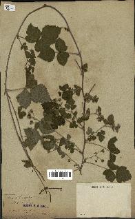 spécimen de Rubus caesius