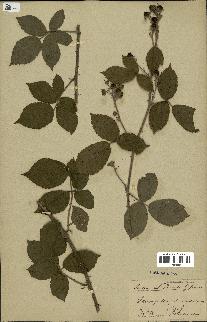 spécimen de Rubus friesii