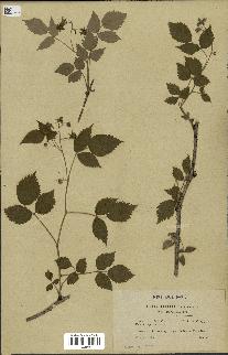 spécimen de Rubus idaeus