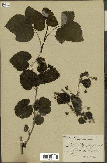 spécimen de Rubus idaeus