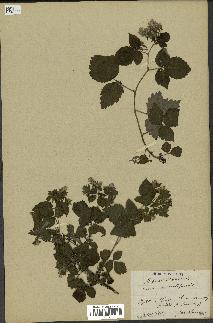 spécimen de Rubus idaeus