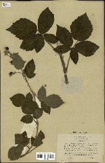 spécimen de Rubus halacsyi