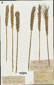 spécimen de Triticum aestivum