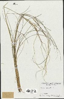 spécimen de Stipa pennata