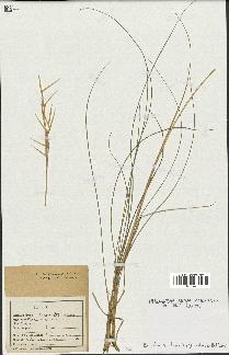 spécimen de Stipa pennata